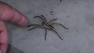 Try and Touch a 3" Wolf Spider. See what happens !!