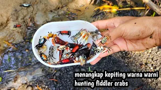 MENANGKAP KEPITING WARNA WARNI FIDDLER CRABS di selokan