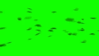 FREE HD Green Screen BIRDS IN FLIGHT - FLY BY