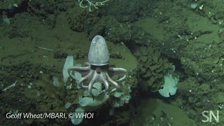 See a doomed octopus nursery 3,000 meters below the sea surface | Science News