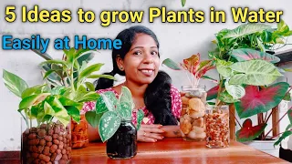 5 Ideas to Grow Plants in Water/Water Garden Plants Indoor/Water Growing Plants/i am ilhan