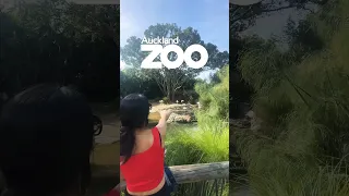 I went to the Auckland zoo 🦁🦭 #newzealandlife #nzlife #newzealnd #kiwiindians