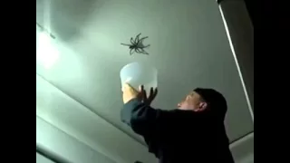 Horror spinne😮😂