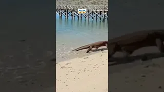 Komodo Dragons attack Deer on the Beach 😱 #shorts #wildlife #animals #komodo #viral