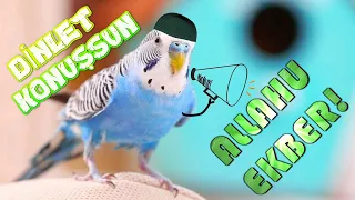 MUHABBET KUŞU SESİNDEN ALLAHU EKBER|#dinletkonuşsun |Budgerigar Talking Allah|ببغاء قائل الله أكبر