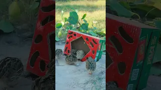 Really Good Quail Trap Using Cardboard#shorts