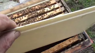 Скільки треба оставити рамок в вулику, щоб сім'я бджіл  краще набрала силу до головного взятку.