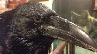 Raven lives with pigeons, cat and dogs