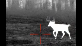 ATN Thor 4 Big buck chased by Coyote. Right place at the right time Thermal Night Hunting Coyotes