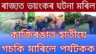 Live News Assamese | Kaziranga Elephant Atack Tourist | Assamese News