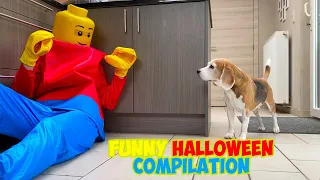 Dogs get Pranked with Scary and Funny Halloween Costumes : Funny Dogs Louie & Marie