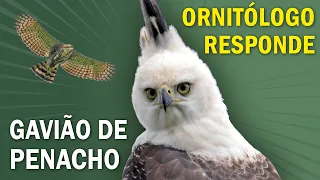 Por que nas aves de rapina FÊMEAS SÃO MAIORES que MACHOS? Ornitólogo Responde! #ornitologoresponde