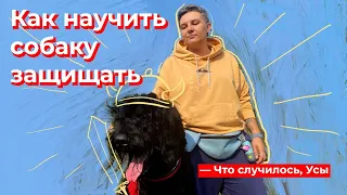 Что случилось, Усы? Как научить собаку защищать