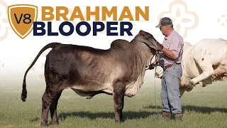 Brahman Heifers Playing — V8 Ranch Blooper