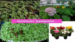 Ранункулюс, лютики, выращивание, уход, болезни.