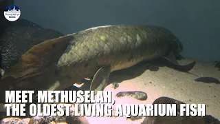Meet Methuselah, likely the oldest living aquarium fish