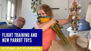 FREE FLYING A BABY MACAW | SHELBY THE MACAW