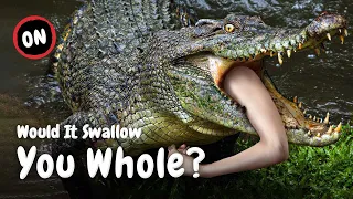 Being Swallowed by a Crocodile