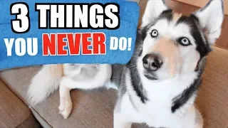 3 Things You Should NEVER Do To A Siberian Husky! (SAFETY TIPS)