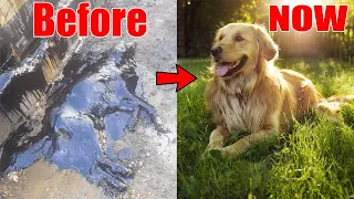 Rescue Poor DOG from Tar & How it Recovered