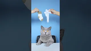 Let's Guess The Ending Of  MAID CAT!😏🤪| Funny Cat TikTok Challenge  #funnycat #catsoftiktok  #shorts