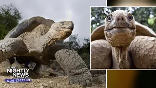 Travel with us to the Galápagos Islands to meet these unique animals | Nightly News: Kids Edition