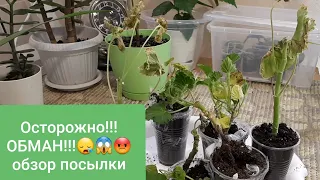 ШОК!!! УЖАС! Обзор ПОСЫЛКИ с Пеларгониями!