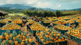 How Asian Farmers Produce Millions of Tons of Pineapples