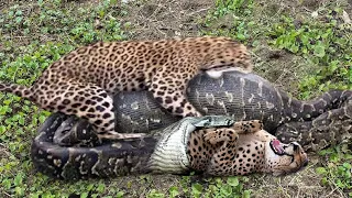 OMG! Giant Python Hunt Leopard Cubs When Mother Leopard Hunting Impala