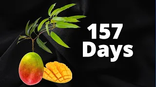 Growing a Mango Tree from Seed Time-Lapse
