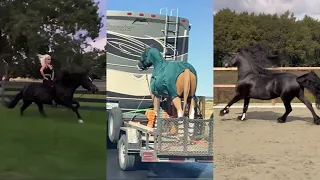 Horse TikToks That Went Viral! #24