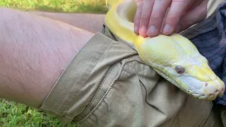 16ft Reticulated Python enjoying adoration and becomes lap snake.
