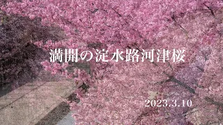 春来たる〜満開の淀水路河津桜　（京都市伏見区）　2023.3.10　FUJIFILM X-H1