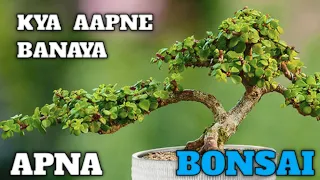 BONSAI BANAYE BAHOUT AASANI SE  //  YOU MAKE BONSAI VERY EASLEY 🏝