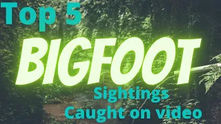 Bigfoot sightings [Too good to be true] This is Insane!