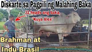 Part 2: Diskarte sa Pagpili ng Malahing Baka (Brahman at Indu-Brasil) | Tips sa Pag-aalaga ng Baka