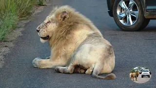 Lioness Had Enough Of Casper The White Lion