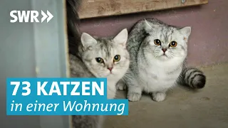 Tierheim rettet verwahrloste Katzen aus Horrorwohnung