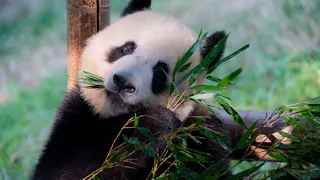 Chinese zoo pleads for food donations amid country's economic strife