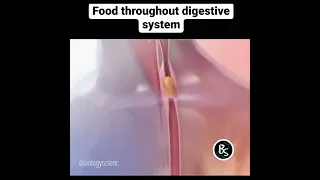 See, how food particles pass through digestive tract #pristalsis #churningMovement