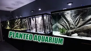 The NEW planted aquarium - 1