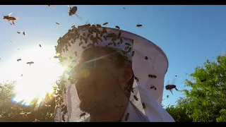 Ataque de abejas africanizadas Sinaloa