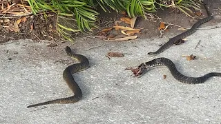 Snake Eating A Snake That Is Eating A Frog