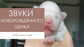 Только послушайте КАК ПИЩИТ НОВОРОЖДЁННЫЙ ЩЕНОК! (до конца)