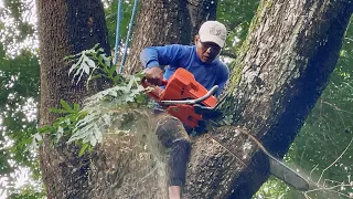 Double difficulty‼️ Cutting down dangerous huge trembesi tree.