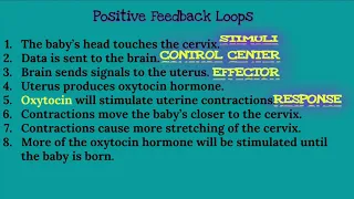 Negative Feedback Loops vs Positive Feedback Loops