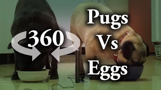 Pugs Vs Eggs - 360 VR Video