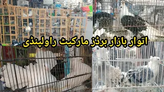 Sunday Birds Market Rawalpindi | Latest Update Fancy Pigeons Price | 30/7/2023 | Fancy Kabootar !