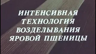 Интенсивная технология возделывания яровой пшеницы