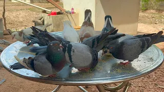 Birds Eating Food || Pigeons Eat Favorite Food